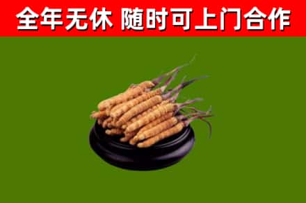 沧源回收冬虫夏草