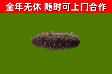 沧源回收海参干